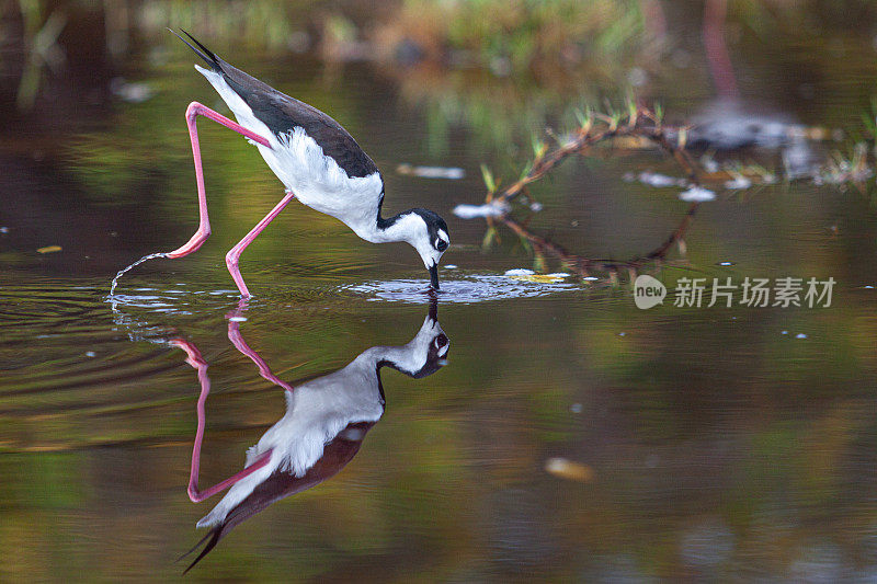 美洲鹤，(Himantopus mexicanus)，黑颈针，曲轴Cuellinegra。